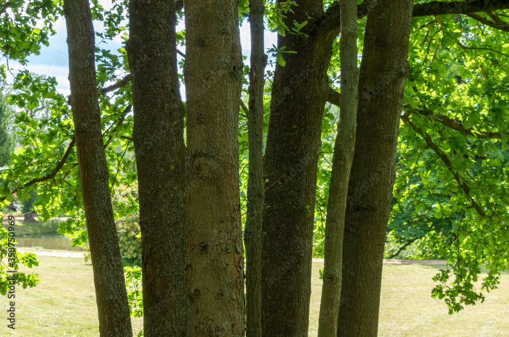 Obraz premium Trees in the Park