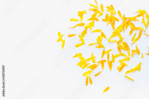 calendula petals, calendula petals on white background, yellow petals, yellow petals on a white background