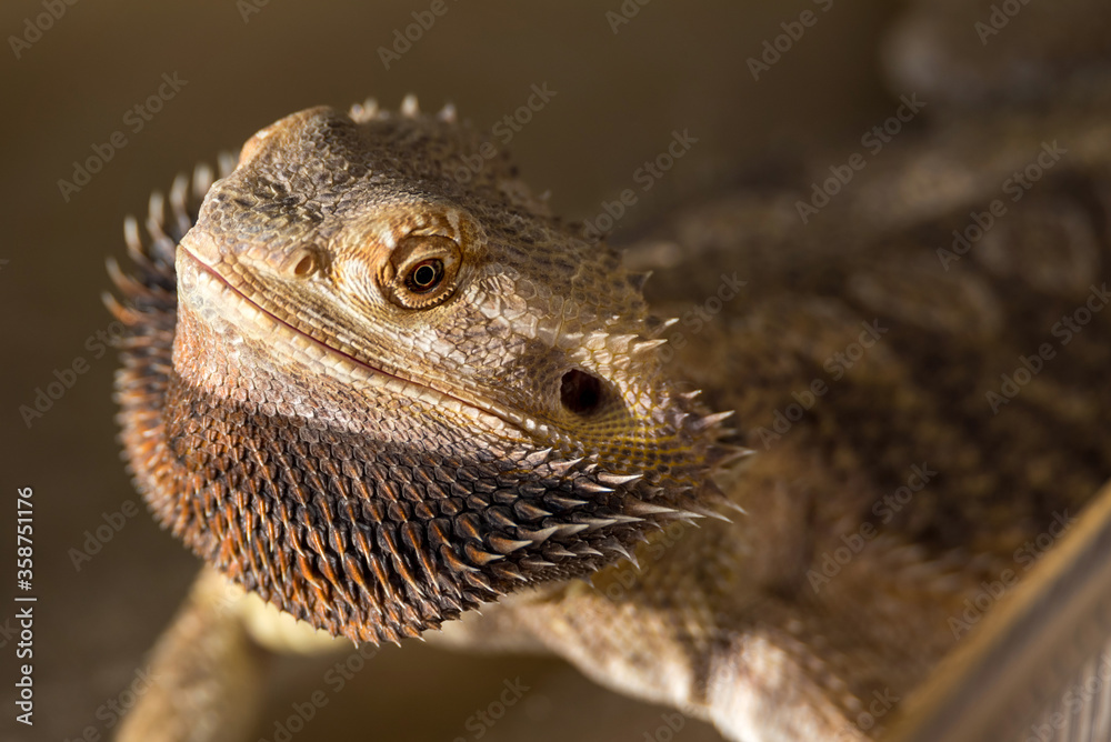 An upset bearded agama shows spikes and teeth. A reptile with an open mouth scares the opponent. Close-up view.
