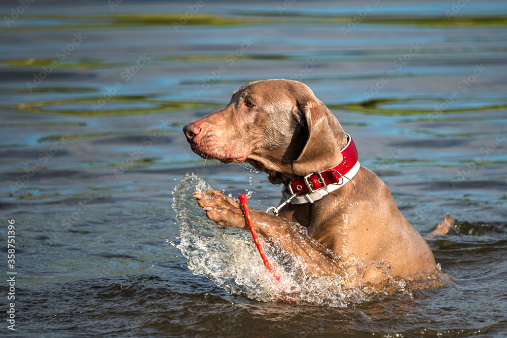 Weimaraner in the water. A big dog swims and splashes water in the lake.