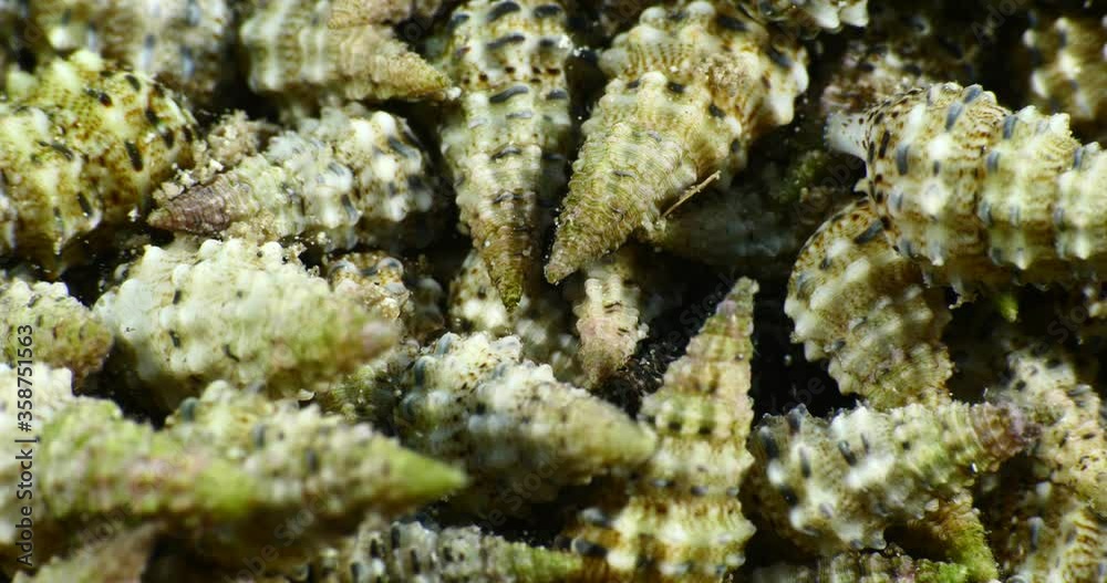 a bunch of small crabs together underwater crab school with shell ocean scenery a bunch of small crabs together underwater crab school with shell ocean scenery