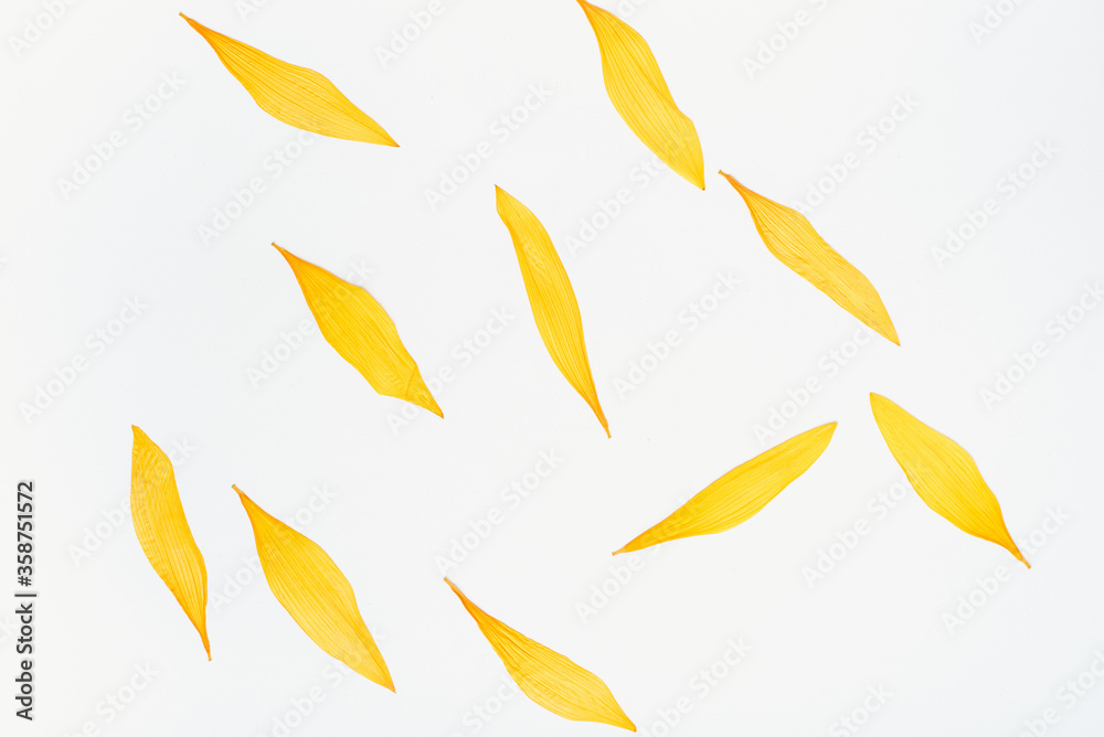 sunflower petals on a white background, yellow petals, color background, sunflower sunflower petals on a white background, yellow petals, color background, sunflower