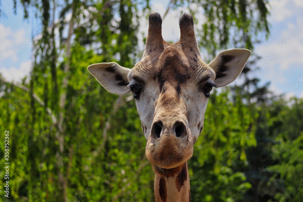 Close-up of Camelopardalis Front View. A Portrait of a Giraffe Head in the Prague Zoo in Czech Republic. Close-up of Camelopardalis Front View. A Portrait of a Giraffe Head in the Prague Zoo in Czech Republic.