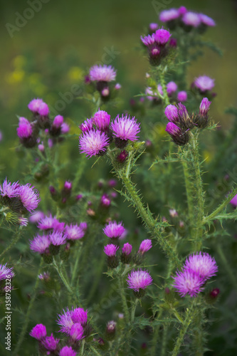 Common thistle purple flower plant with thorns.