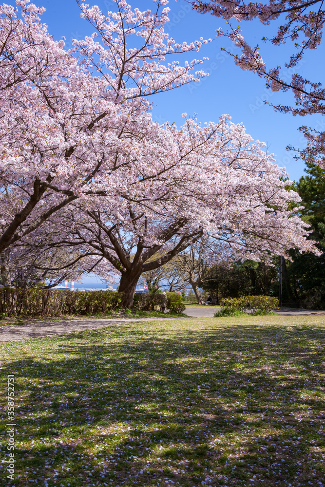 Obraz premium 満開の桜と影。