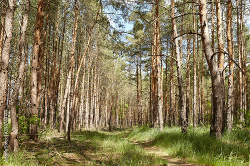 Fir and pine trees in a forest