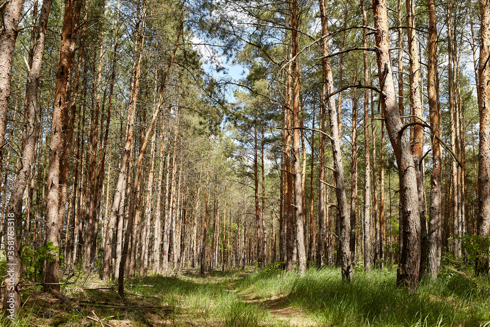 Fototapeta premium Fir and pine trees in a forest