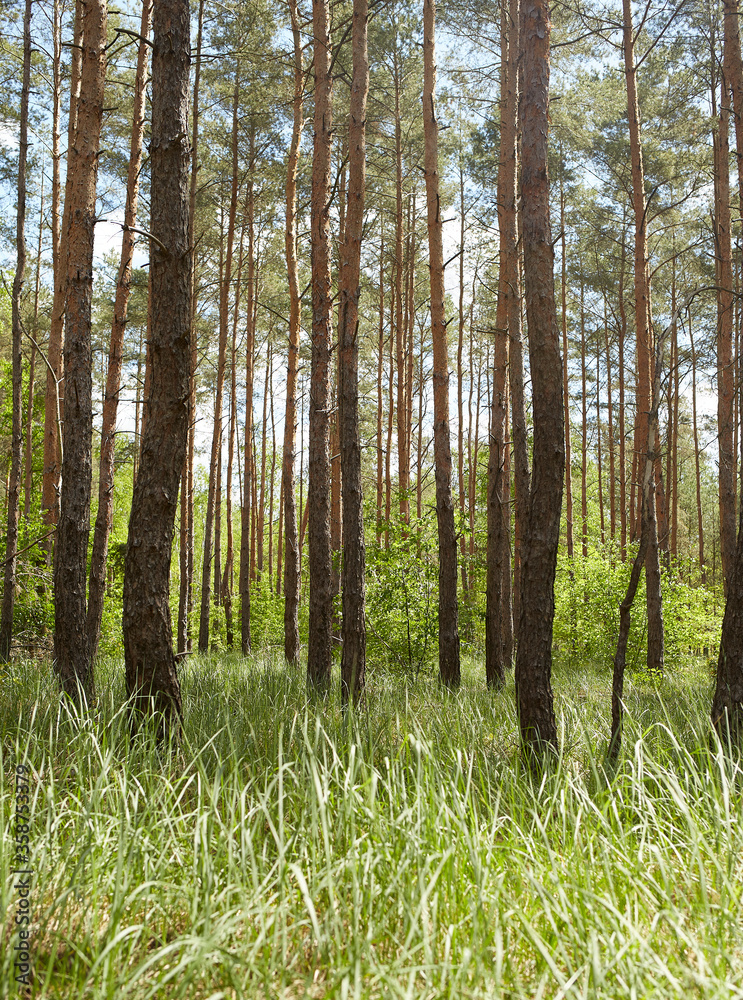Fototapeta premium Fir and pine trees in a forest