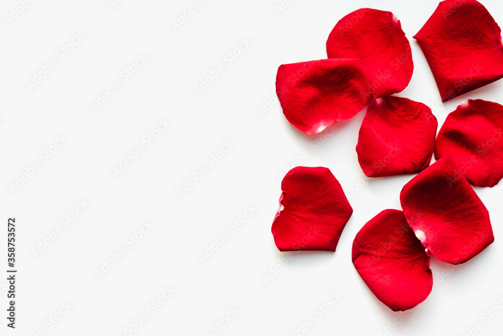 red petals on white background, rose petals