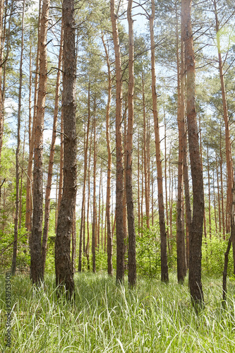 Fototapeta Naklejka Na Ścianę i Meble -  Fir and pine trees in a forest