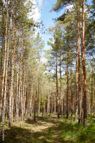 Fir and pine trees in a forest