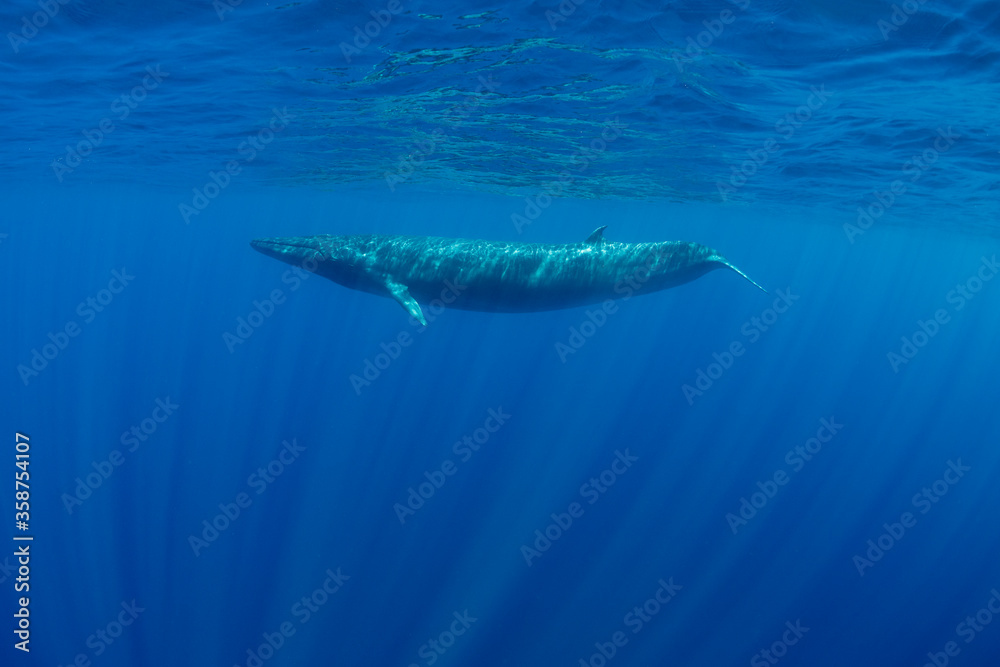 Fototapeta premium Bryde's Whale, Indian Ocean, Sri Lanka.