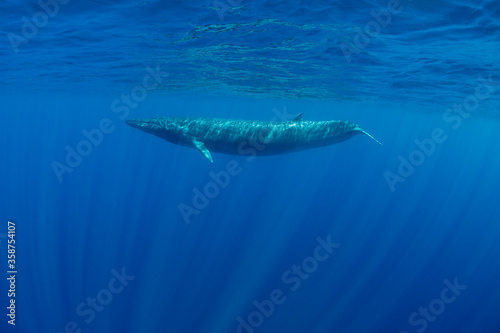 Bryde's Whale, Indian Ocean, Sri Lanka. photo