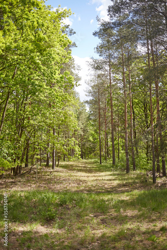 Mixed forest with fir, pine and broad-leaved trees