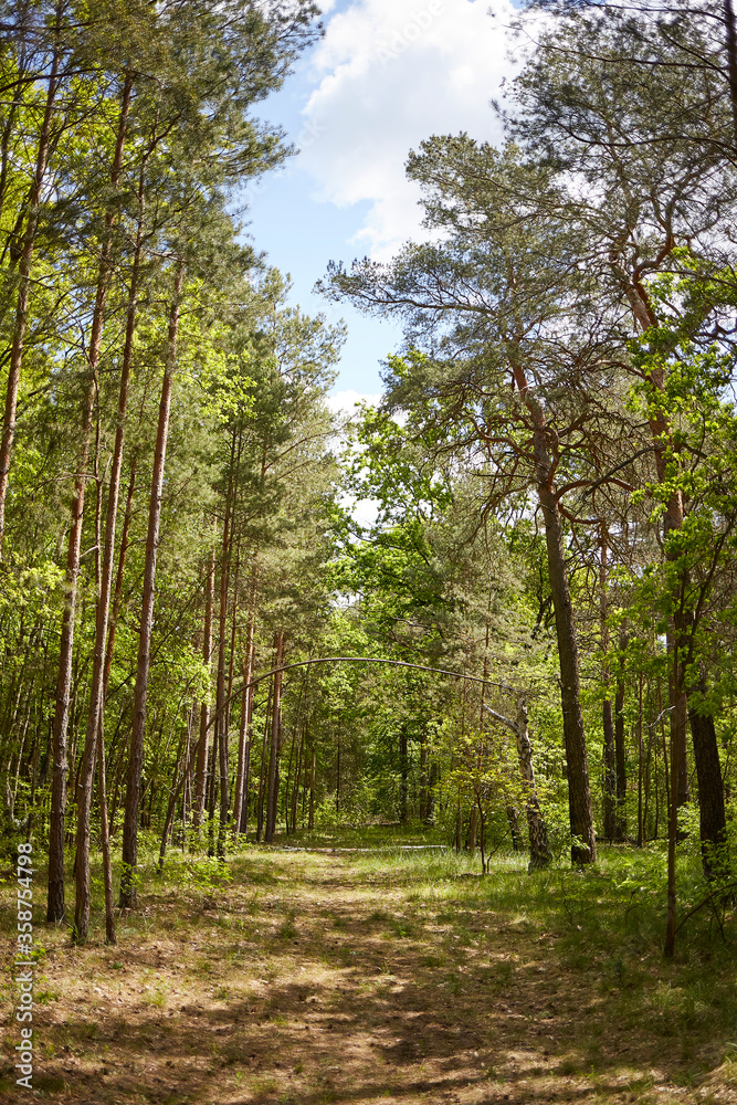 Mixed forest with fir, pine and broad-leaved trees Mixed forest with fir, pine and broad-leaved trees