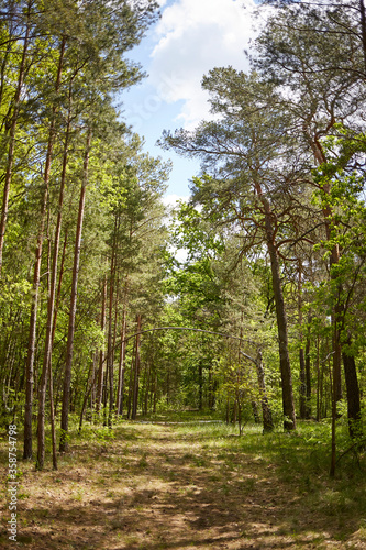 Fototapeta Naklejka Na Ścianę i Meble -  Mixed forest with fir, pine and broad-leaved trees