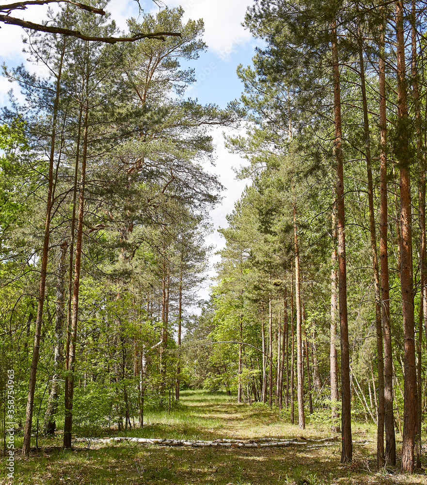 Obraz premium Fir and pine trees in a forest