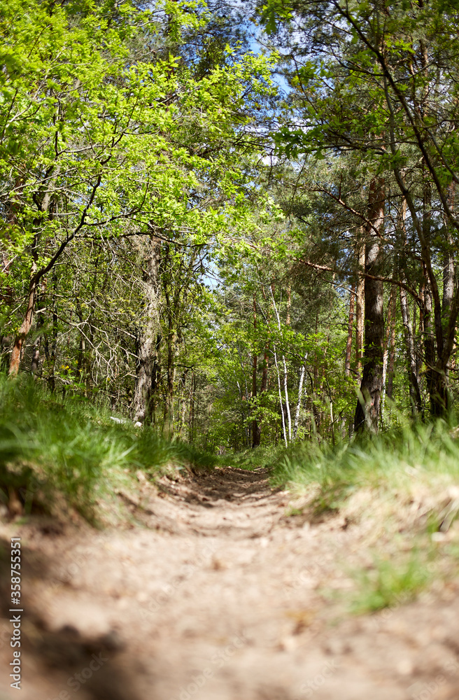 Trail in a fir and pine tree forest Trail in a fir and pine tree forest