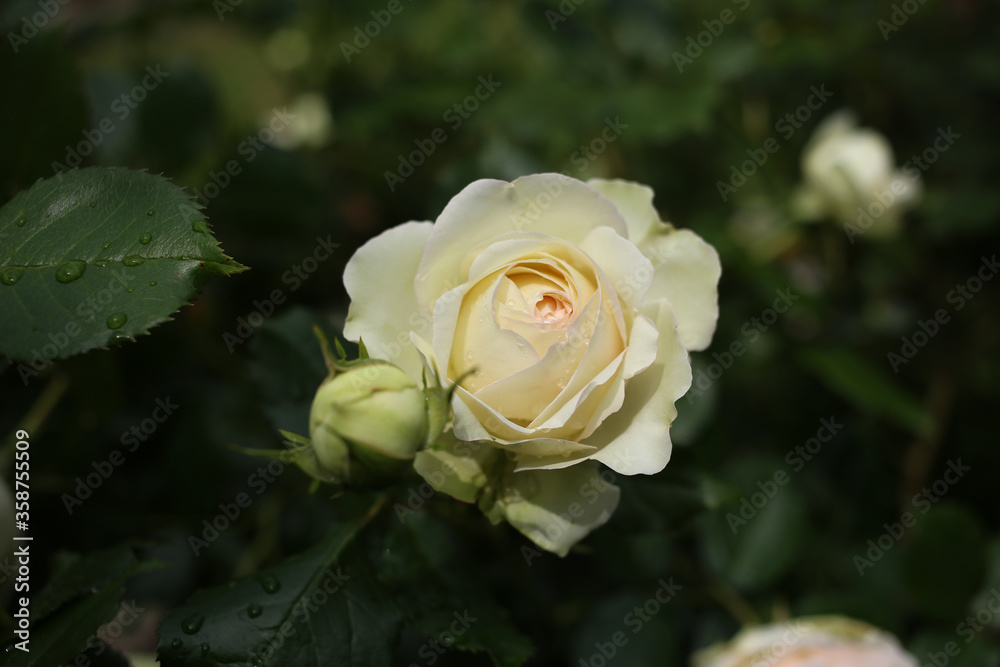 Obraz premium Fresh, wet, beige rose with raindrops on the surface in the garden.