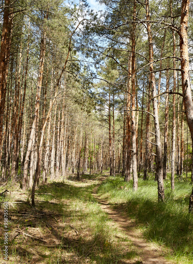 Obraz premium Fir and pine trees in a forest