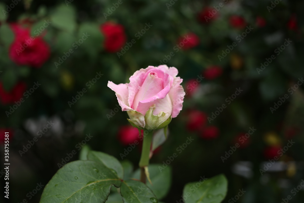 A fresh young pink rose bud is slowly blossoming in the garden. A fresh young pink rose bud is slowly blossoming in the garden.