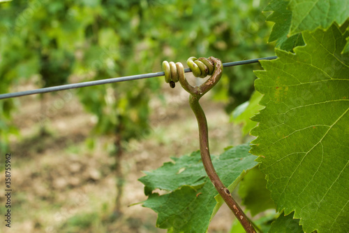 grape tendril rolled up on support cable in a vineyard