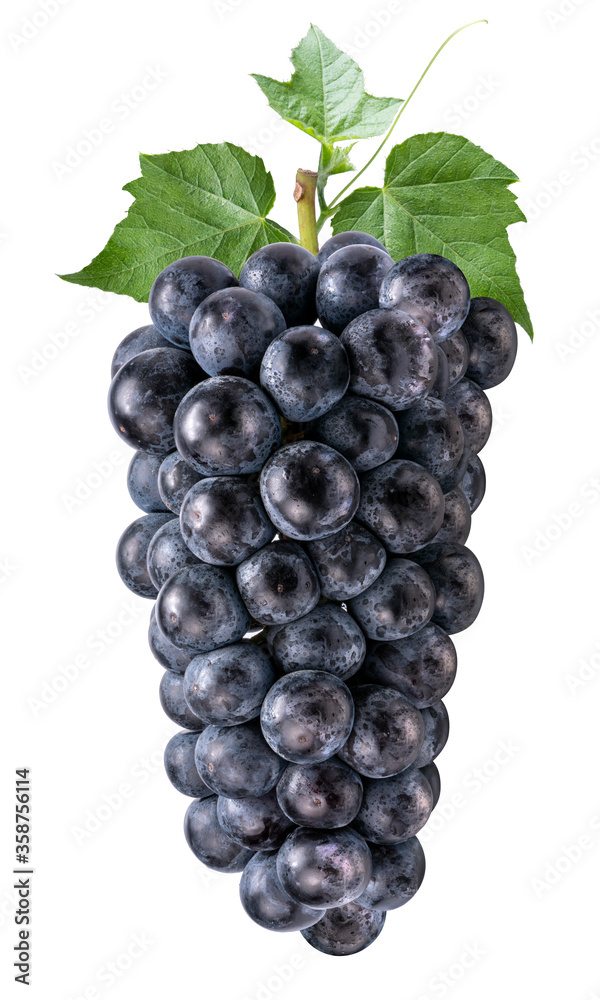 Black Wine grape isolated on white, Kyoho Grape isolated on white With clipping path.