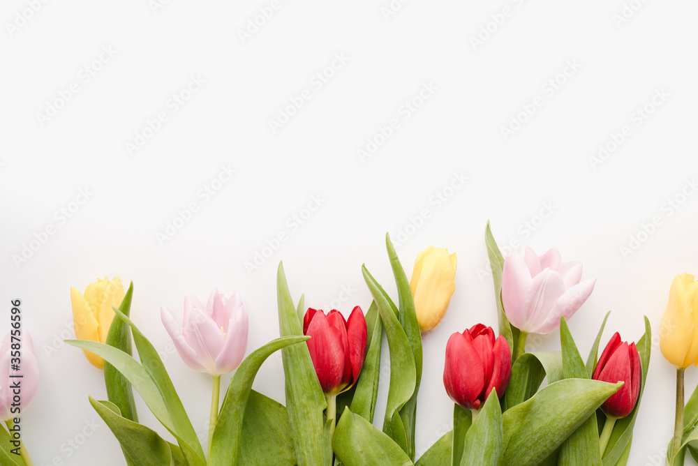 multi-colored tulips on a white background, spring flowers, flowers for march 8, background with flowers