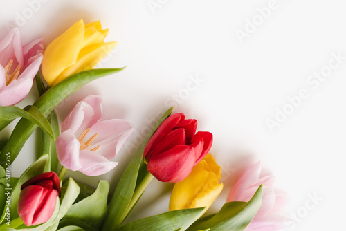 Fototapeta Naklejka Na Ścianę i Meble -  multi-colored tulips on a white background, spring flowers, flowers for march 8, background with flowers