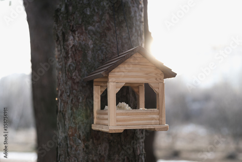 bird feeder on the tree, pine trunk, Pine forest
