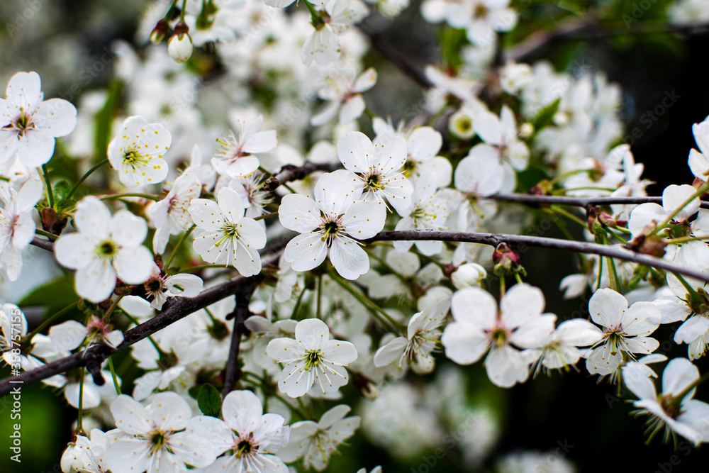 Obraz premium Delicate flowers of blooming cherry close-up. Beautiful blooming cherry orchard. Sakura.
