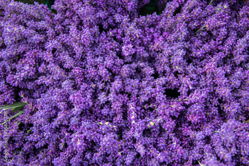 Top view over blooming Blue Purple lavender flowers field and meadow.