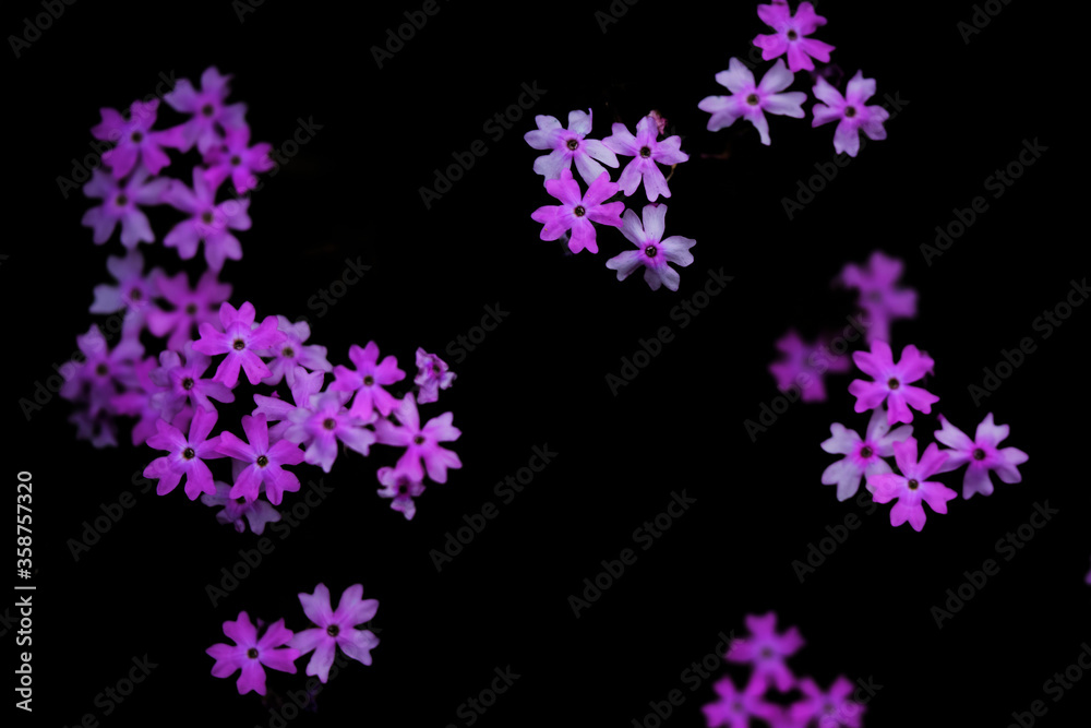 flower flower