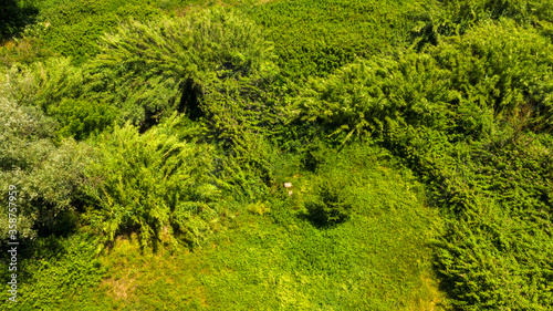 Aerial view of a dense forest. There are many trees, bushes and green grass on this beautiful spring day.