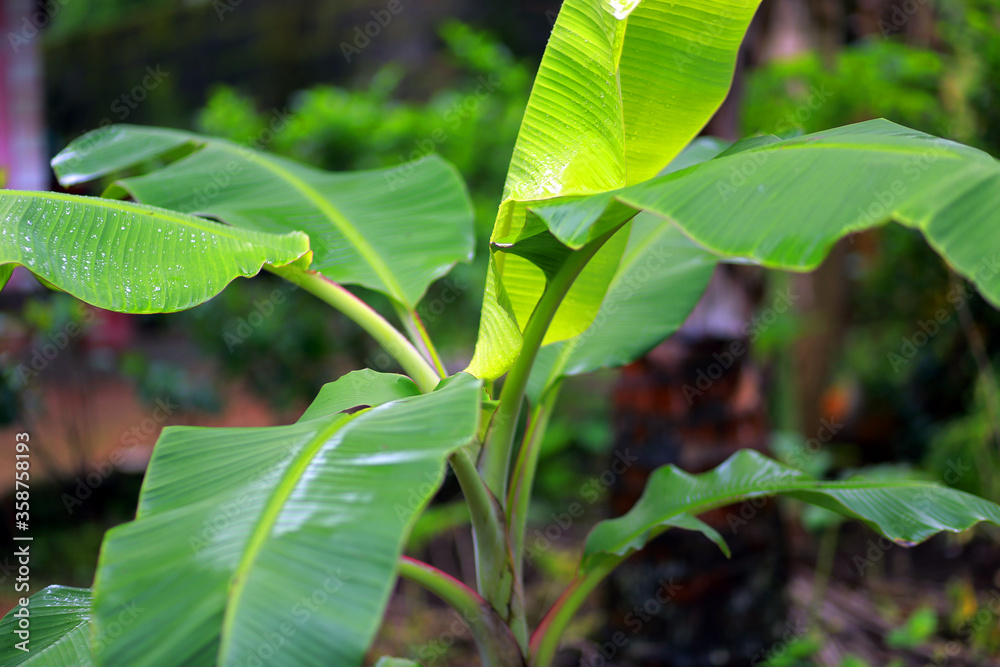 Kerala Banana Tree images 85 Lens Iso 160 f/1.8 Kerala Banana Tree images 85 Lens Iso 160 f/1.8