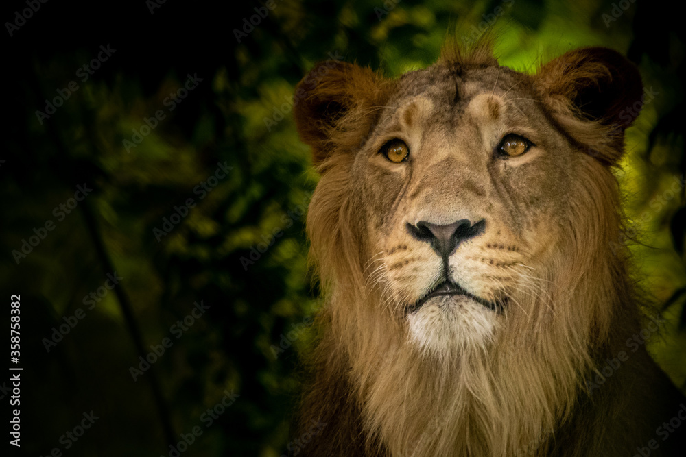 Fototapeta premium Portrait of a lion