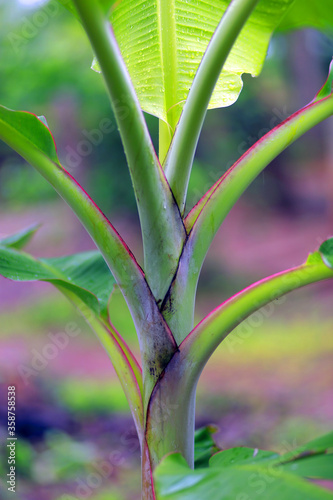 Kerala Banana Tree images 85 Lens Iso 160 f 1.8