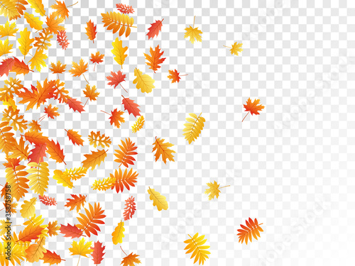 Oak, maple, wild ash rowan leaves vector, autumn foliage on transparent background.