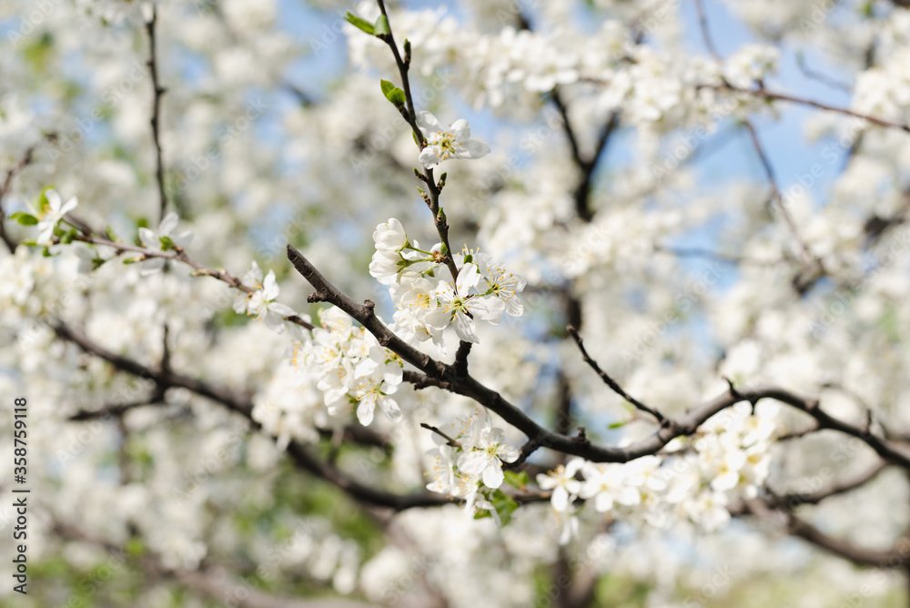 flowering bush, blooming garden, spring bloom flowering bush, blooming garden, spring bloom