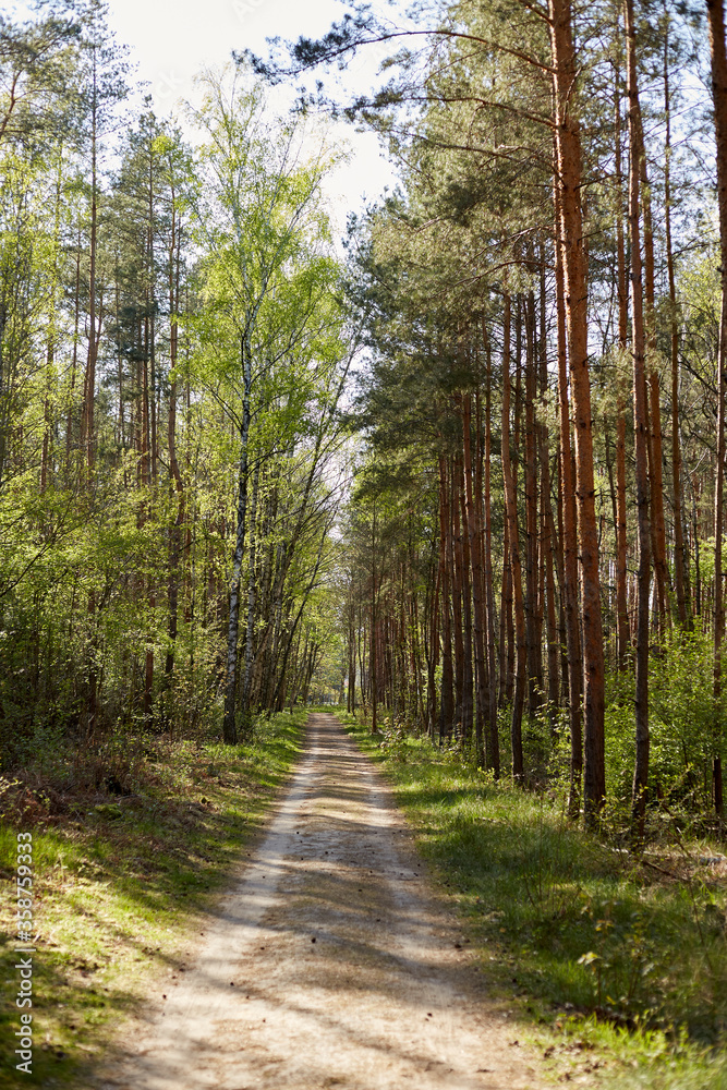 Fototapeta premium Forest with fir and pine tree-lined walking trail