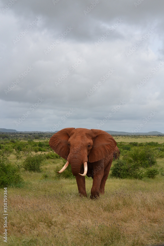 African elephant in wilderness