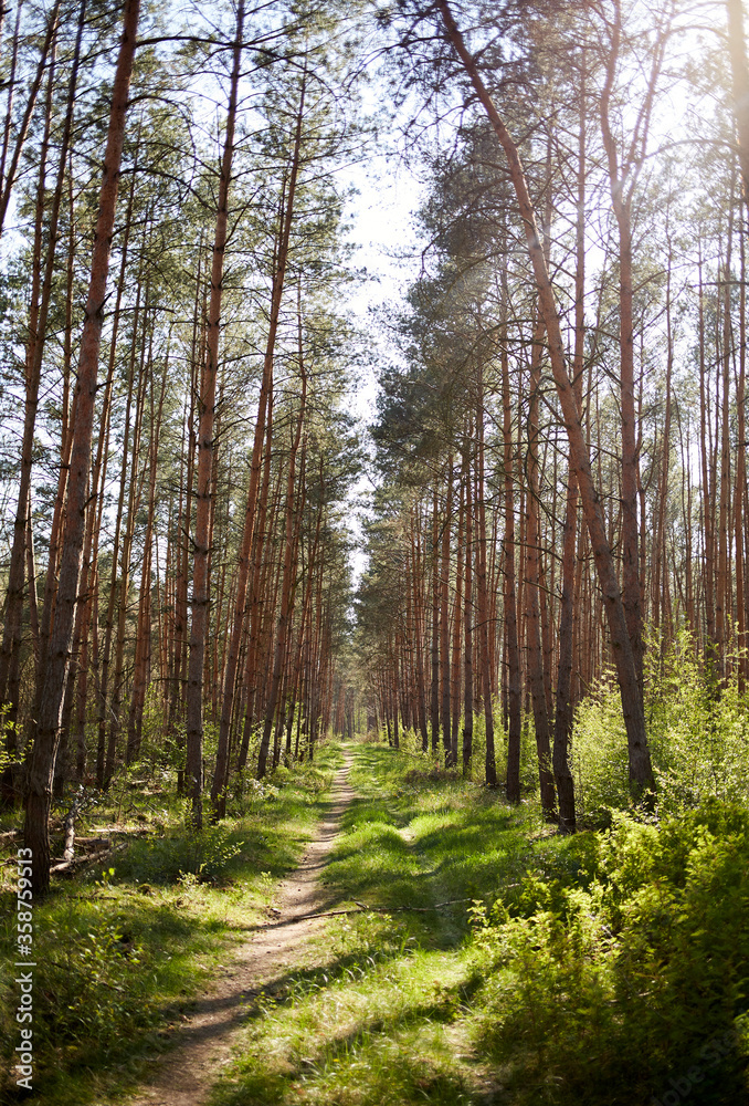 Forest with fir and pine tree-lined walking trail Forest with fir and pine tree-lined walking trail
