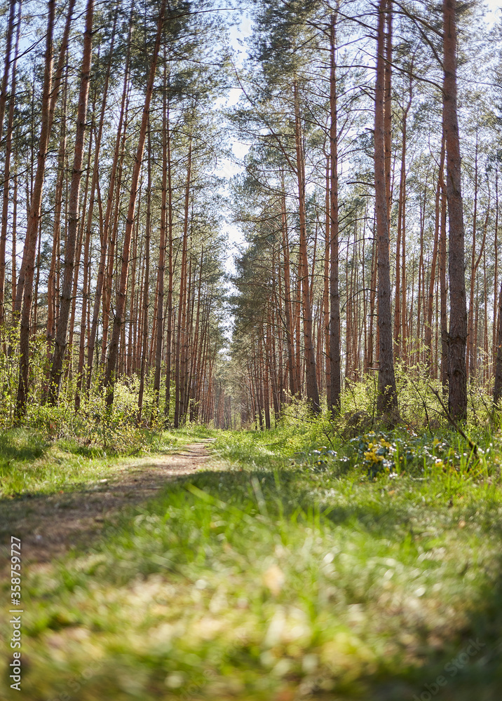 Forest with fir and pine tree-lined walking trail Forest with fir and pine tree-lined walking trail