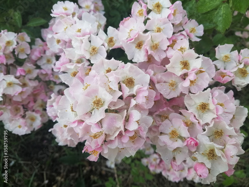White roses after rain