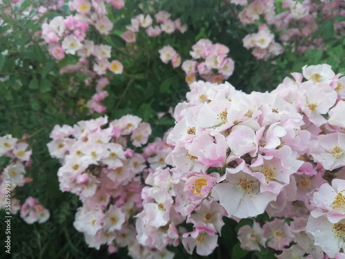 White roses after rain