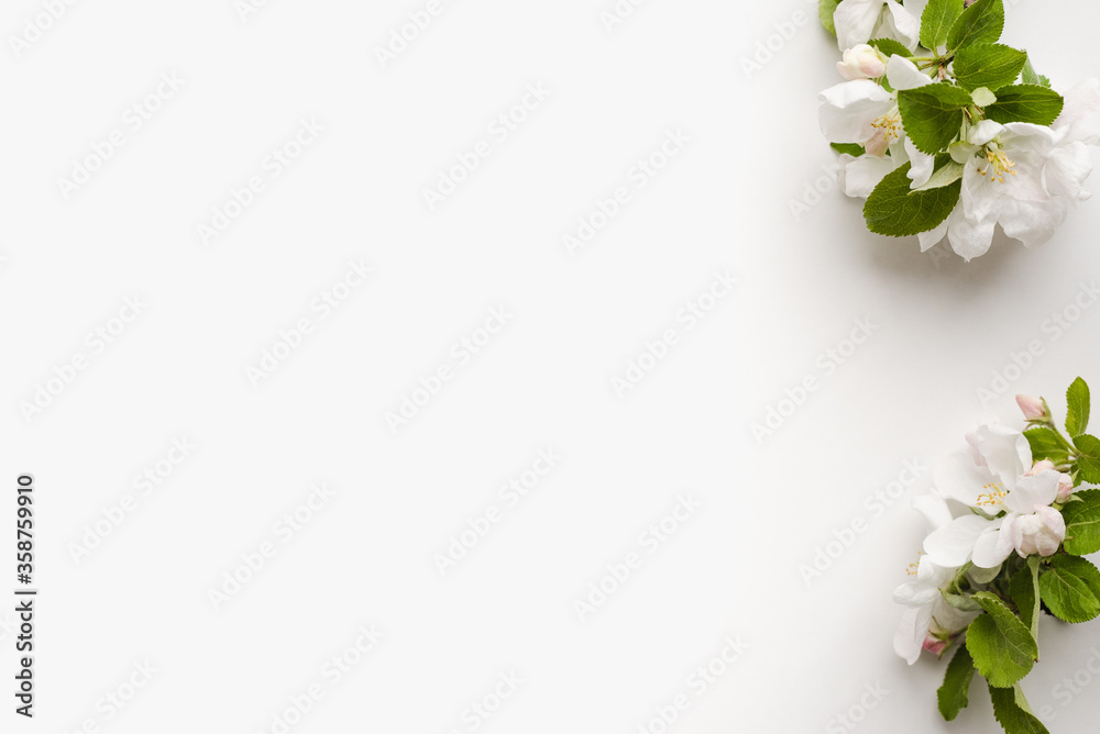 Fototapeta premium apple tree flowers on white background, flowering apple branch