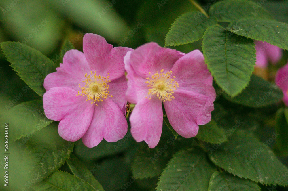 Flowers of rosehip. Wild rose. Brier, botany. Flowers of rosehip. Wild rose. Brier, botany.