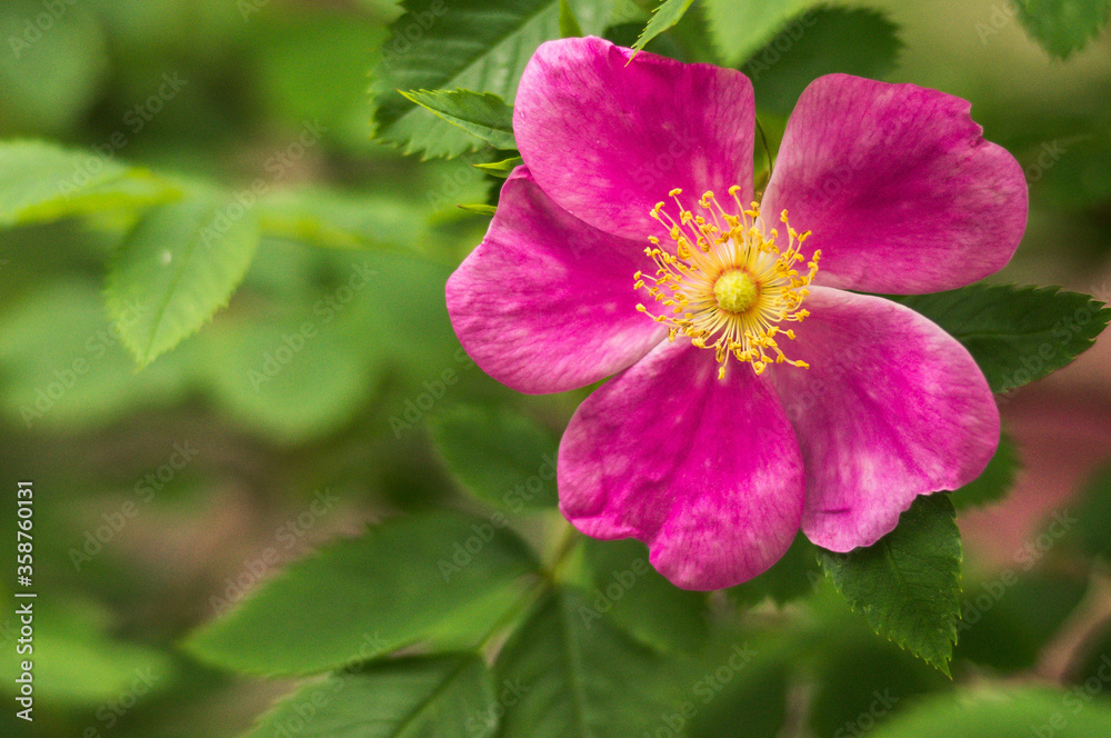 Flowers of rosehip. Wild rose. Brier, botany. Flowers of rosehip. Wild rose. Brier, botany.