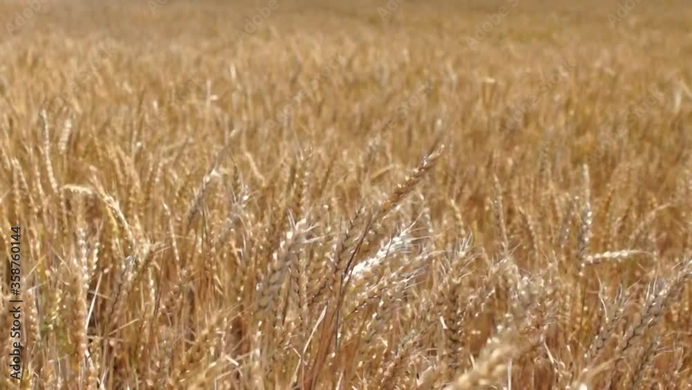 Wheat field. Ears of golden wheat close up. Beautiful Nature Sunset Landscape. Rural Scenery under Shining Sunlight. Background of ripening ears of meadow wheat field. Rich harvest Concept Wheat field. Ears of golden wheat close up. Beautiful Nature Sunset Landscape. Rural Scenery under Shining Sunlight. Background of ripening ears of meadow wheat field. Rich harvest Concept