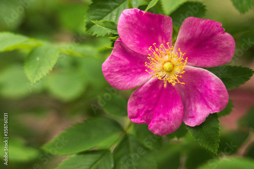 Flowers of rosehip. Wild rose. Brier, botany.